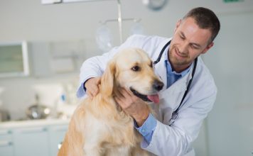 vétérinaire